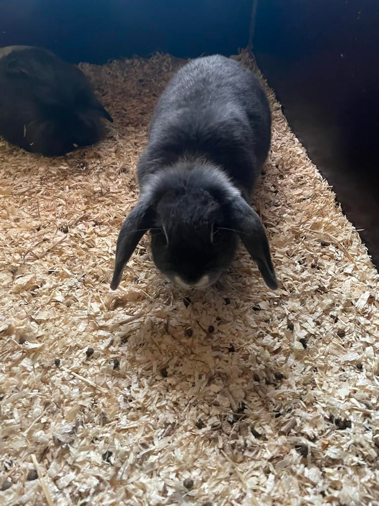 Frans hangoor, Meerdere dieren, Groot, Hangoor, 0 tot 2 jaar