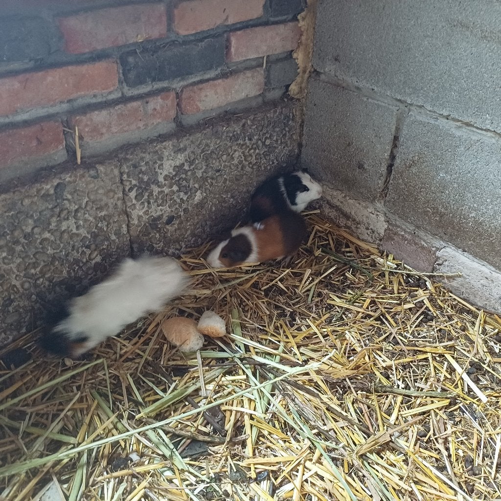 Cavia beren, Maart, Cavia