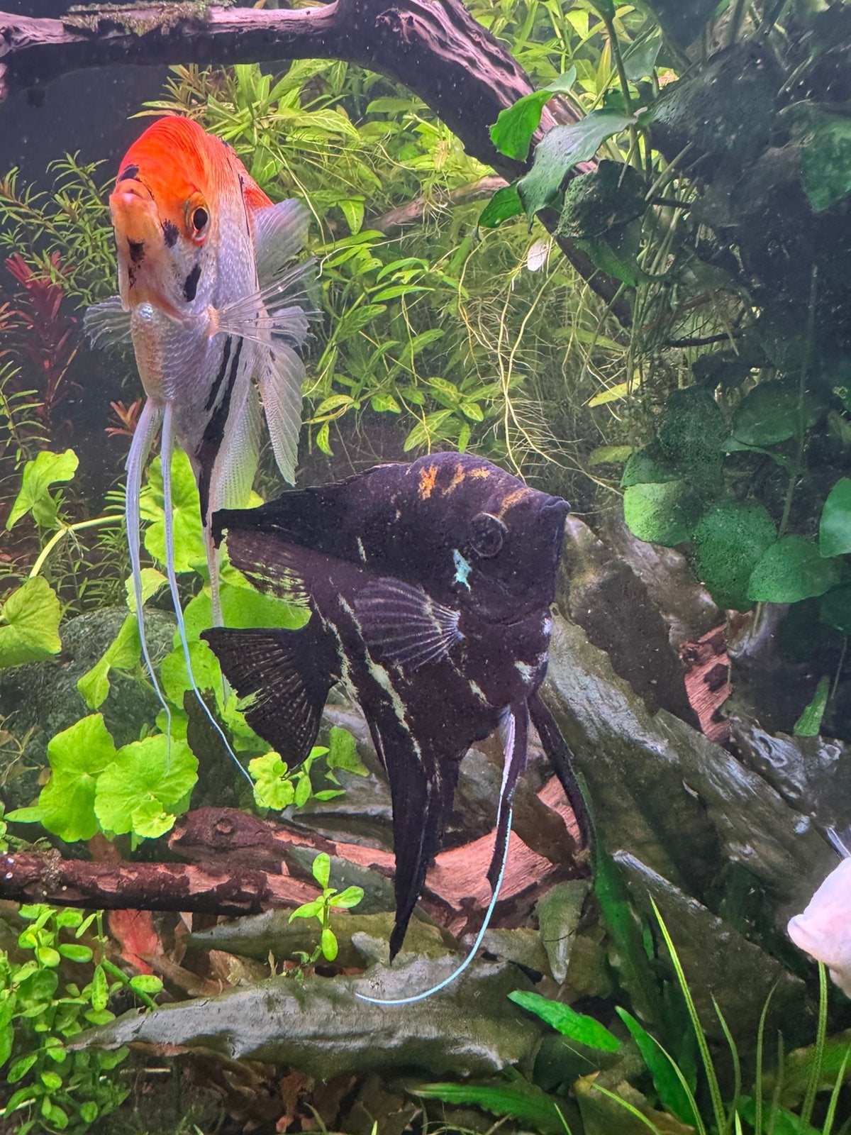 Poisson-ange noir, Animaux & Accessoires, Poisson, Poisson d'eau douce