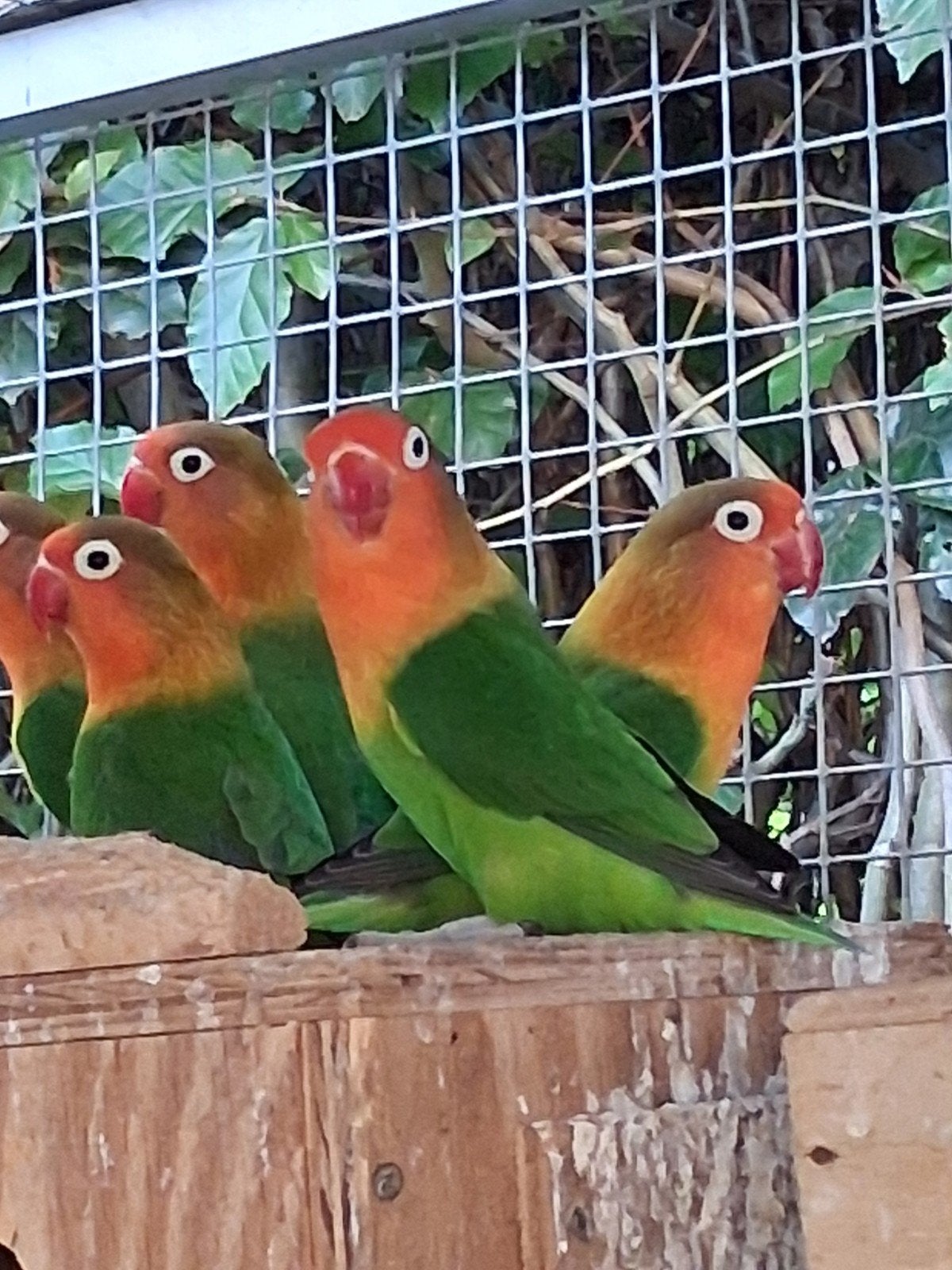 ficheri agapornis dwergpapegaaitjes, Dieren en Toebehoren, Geslacht onbekend, Dwergpapegaai of Agapornis, Geringd