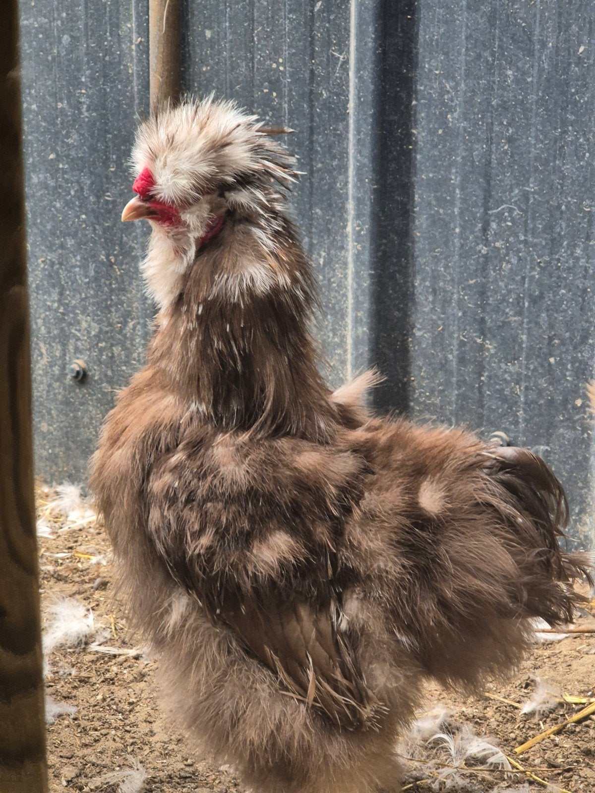 Mottled Choco USA Zijdehoenhaan, Dieren en Toebehoren