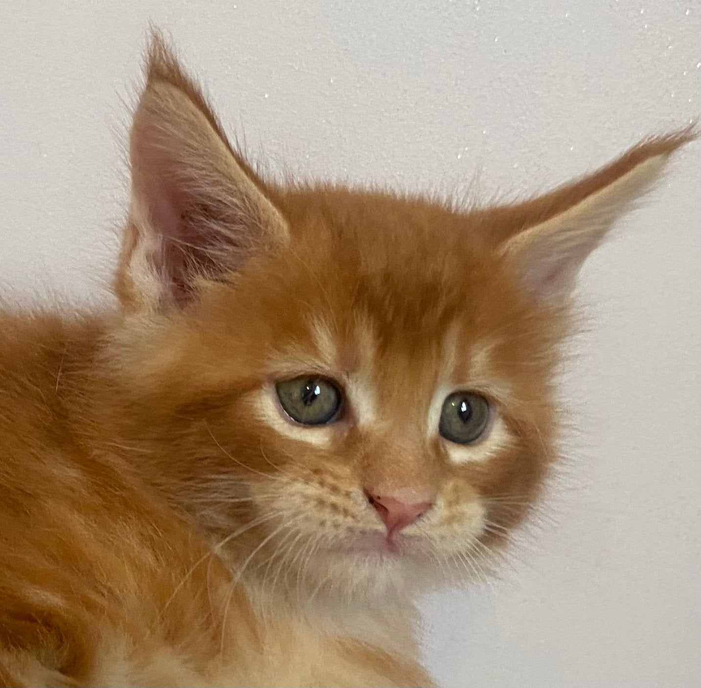 Superlieve maine coon katertjes beschikbaar! (HK20308283), Dieren en Toebehoren, Katten en Kittens | Raskatten | Langhaar, Kater