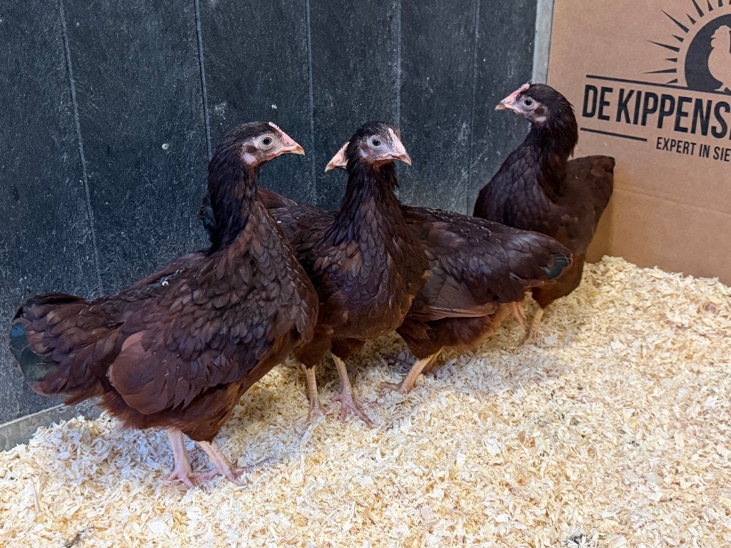 Jonge tamme Rhode Island Red kriel kippen gesekst en ingeënt