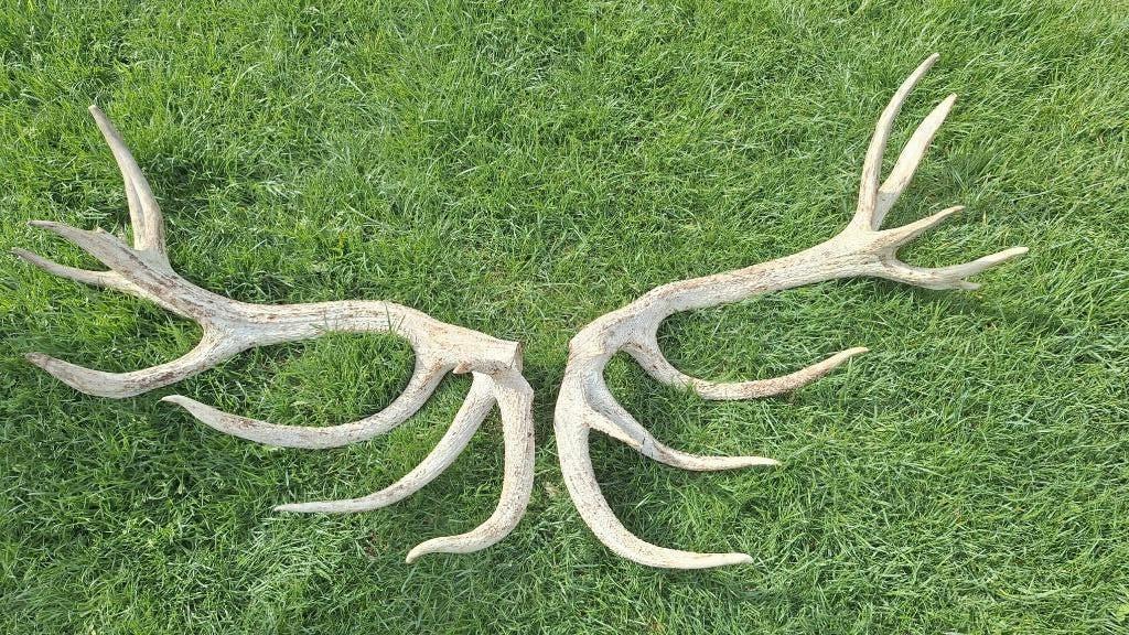 Taxidermie - gewei stangen hert 16-ender, Verzamelen, Dierenverzamelingen, Ophalen, Hert