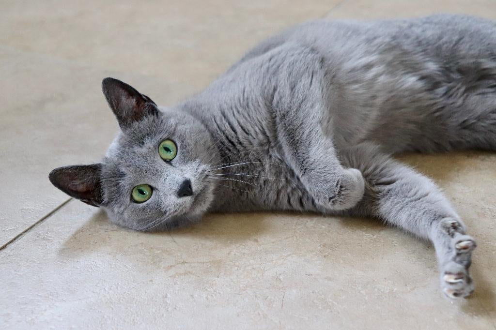 Blauwe rus met stamboom zoekt gouden mandje, Chatte ou Chat, Avec pedigree, 3 à 5 ans