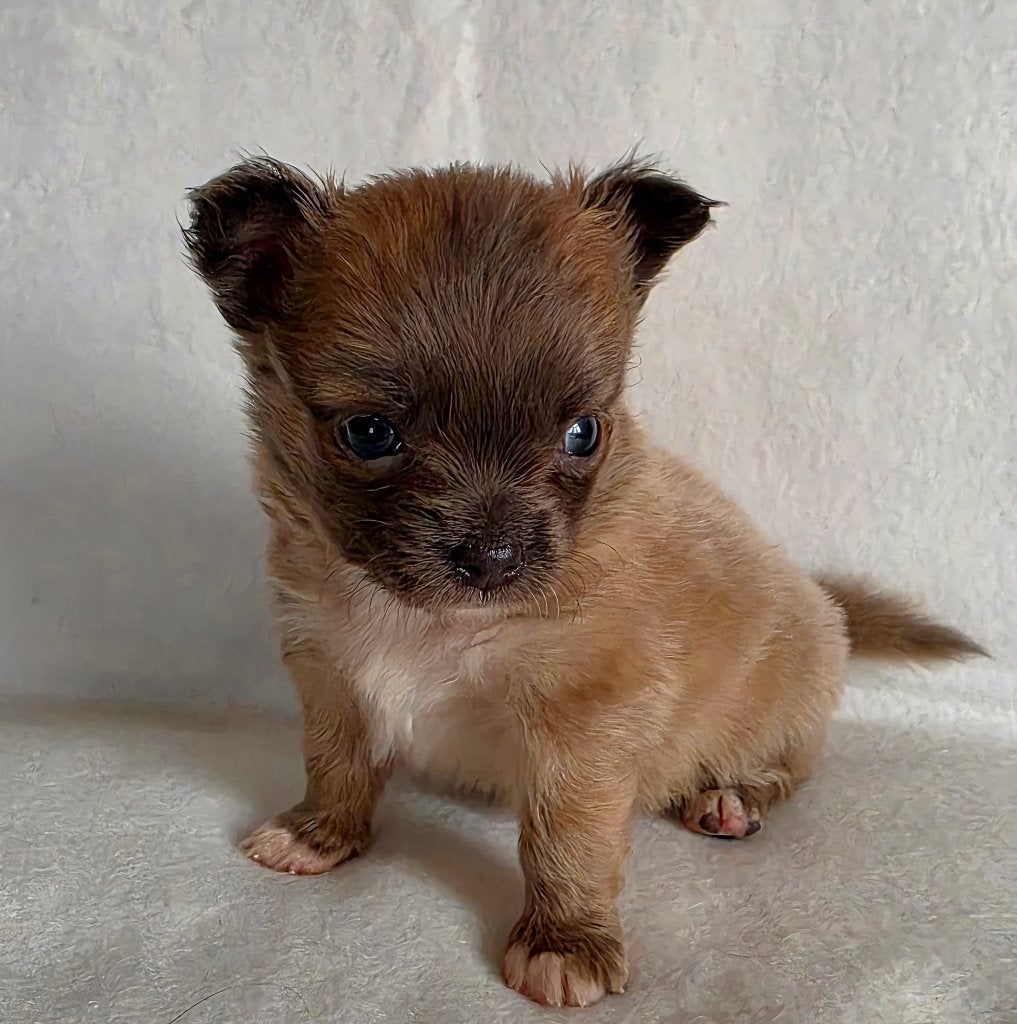 Chihuahua pup (reutje), Dieren en Toebehoren, Parvo, België, Particulier, Reu
