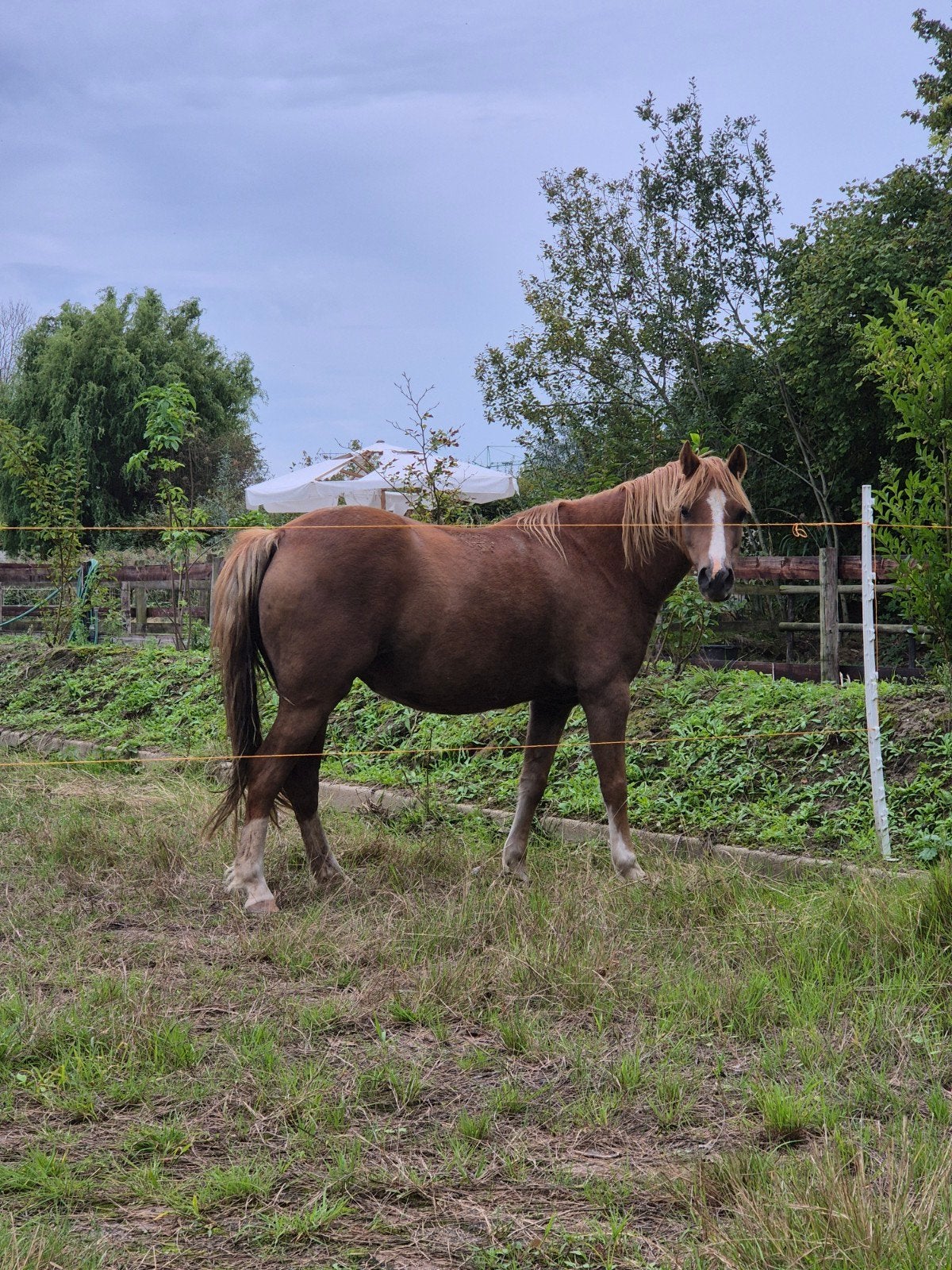 lieve kinder pony welsh 1.25 hoog, Dieren en Toebehoren, Merrie, Dressuurpony, M, 3 tot 6 jaar