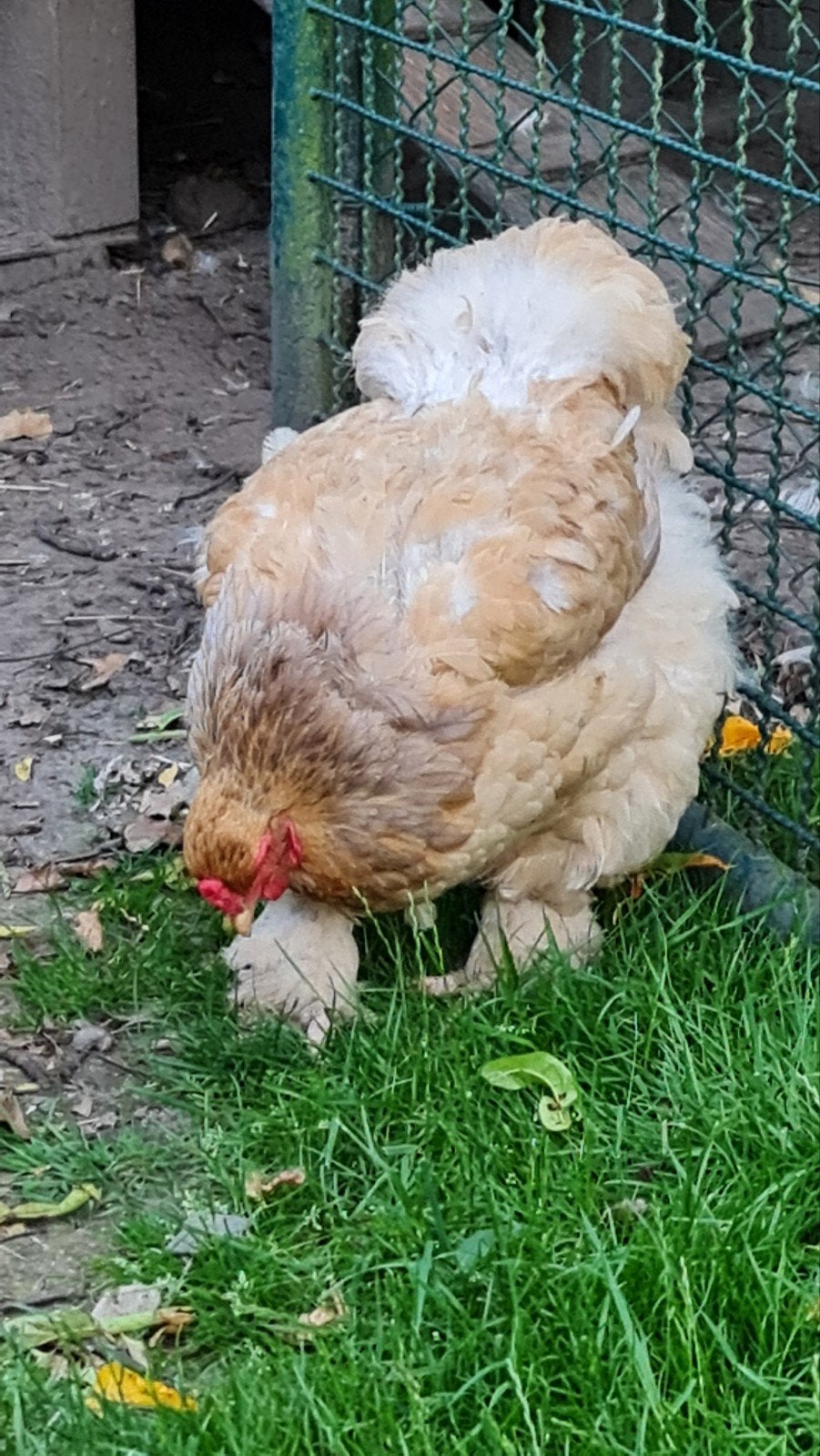 brahma lemon pyle raszuiver, Dieren en Toebehoren, Pluimvee