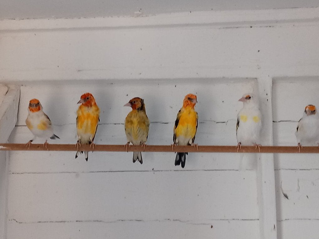 Putters, Dieren en Toebehoren, Wildzangvogel, Geringd