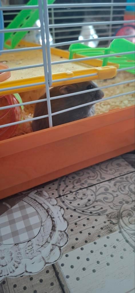 Hamster en kot en eten tekoop, Ophalen, Hamster