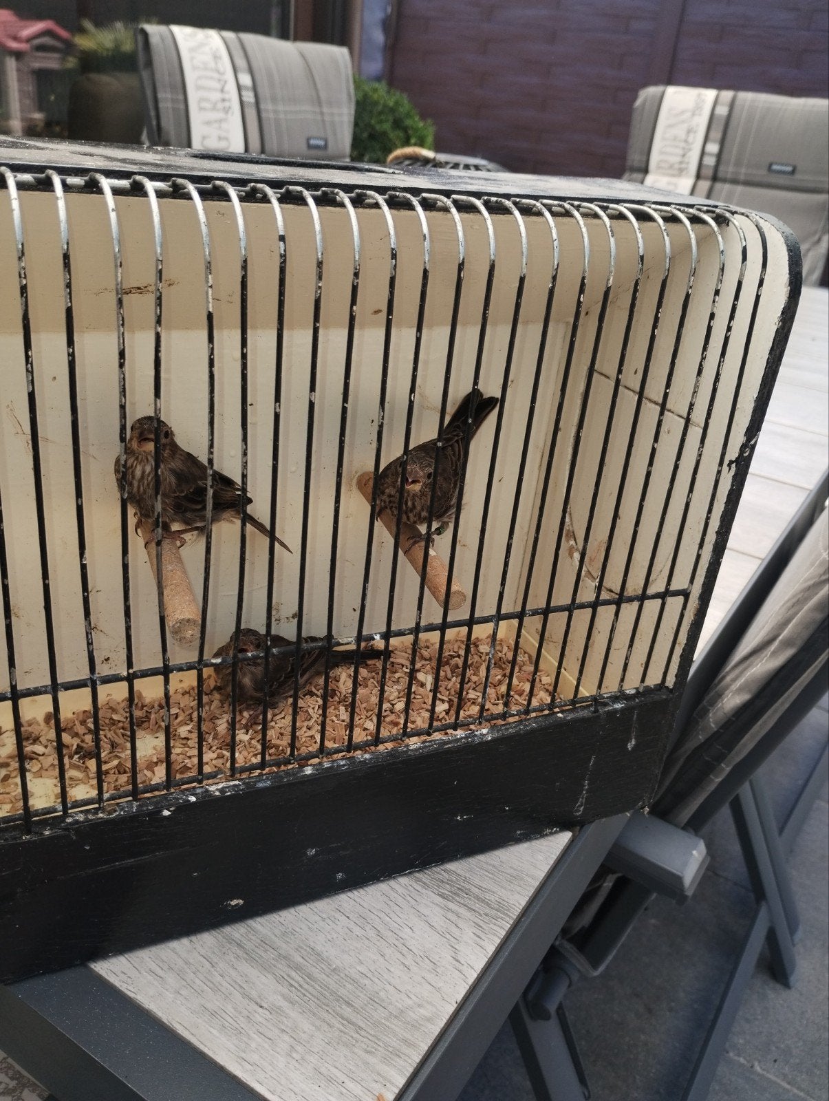 3 wildkleur split ino roodmus poppen 2026, Dieren en Toebehoren, Vogels | Overige Vogels, Vrouwelijk, Tropenvogel, Geringd