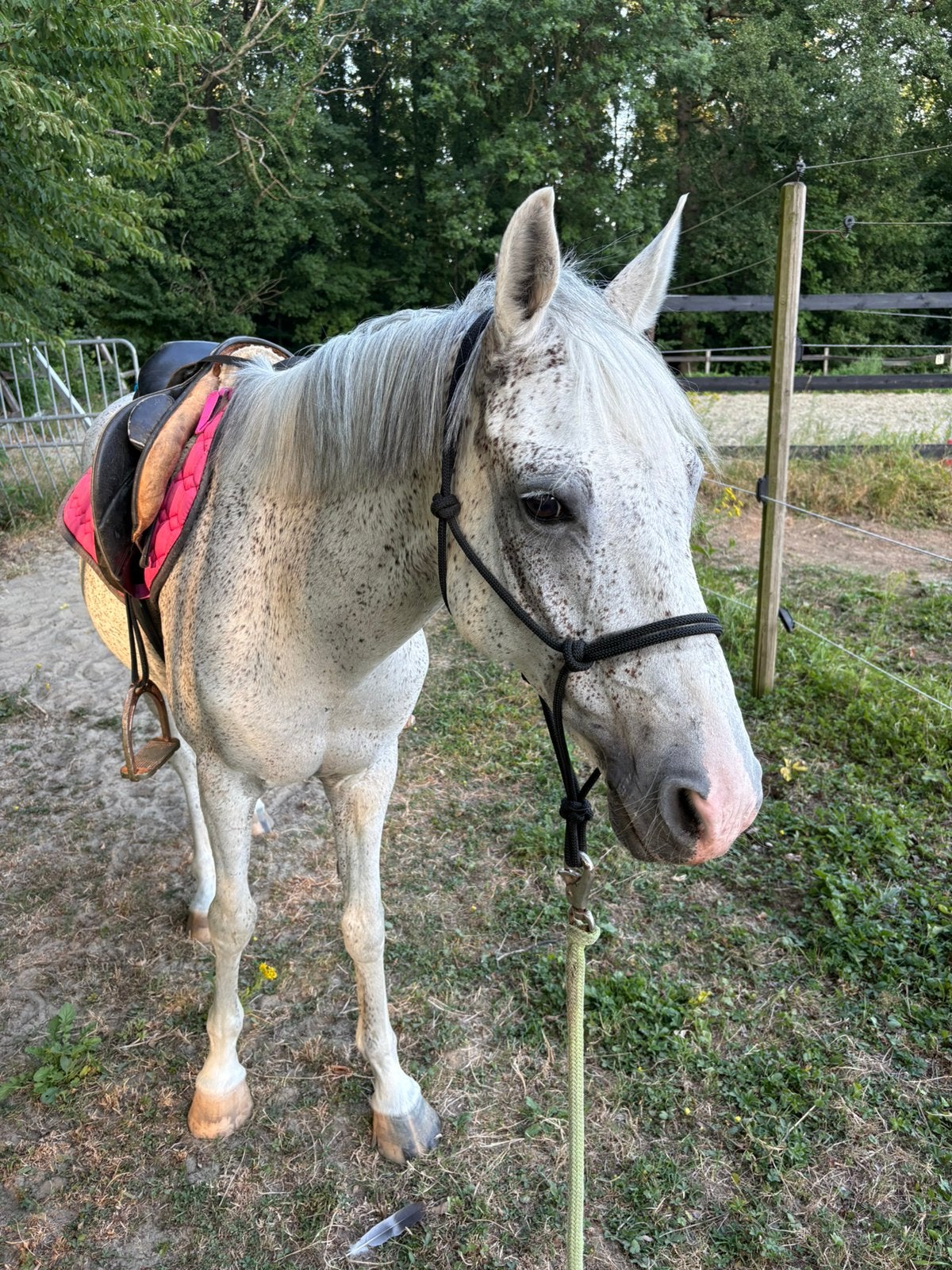 D pony 10 jaar ruin, Dieren en Toebehoren, Pony's, Ruin, Springpony, D pony (1.37m tot 1.48m), Gechipt