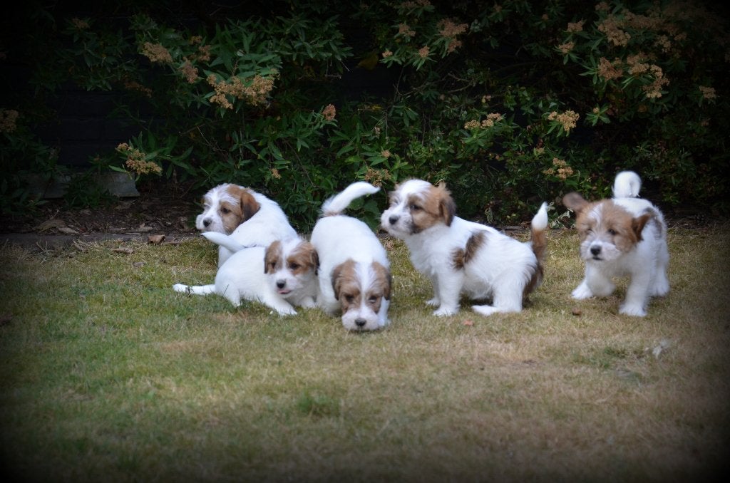 Chiots Jack Russell poil dur, Maladie de Carré (chiens), Plusieurs, Jack Russel Terrier, Belgique