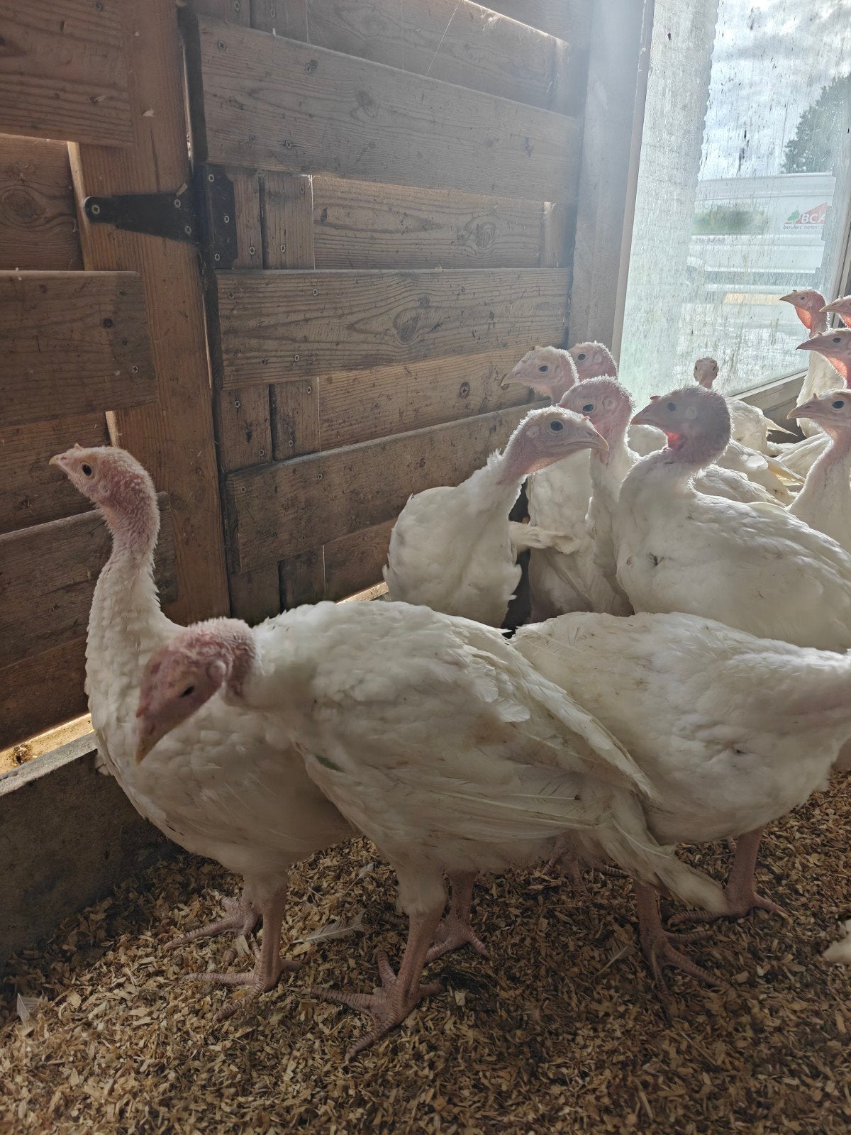 witte breedborst kalkoenen, Dieren en Toebehoren, Geslacht onbekend, Kalkoen
