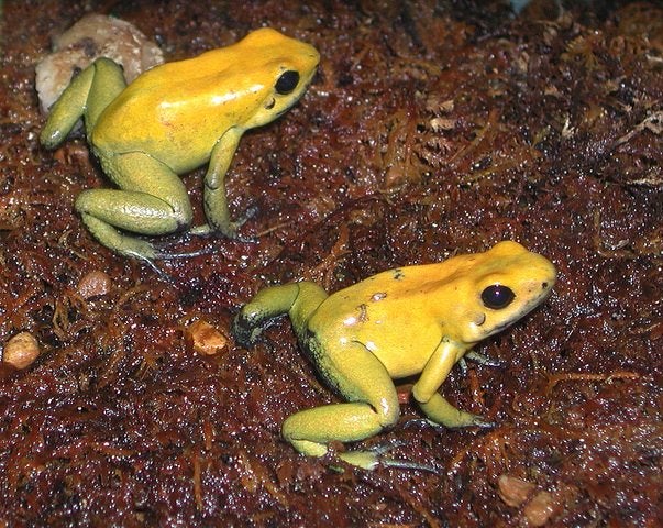Reserveren Nakweek Phyllobates Terribilis Bicolor, Dieren en Toebehoren, Amfibie, 0 tot 2 jaar