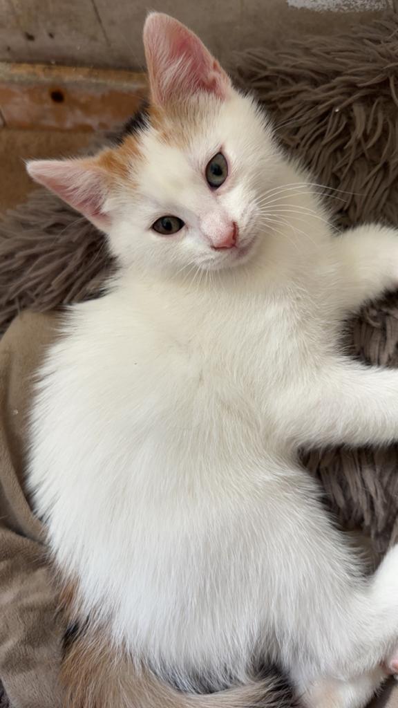 Kitten, Ophalen, Kat