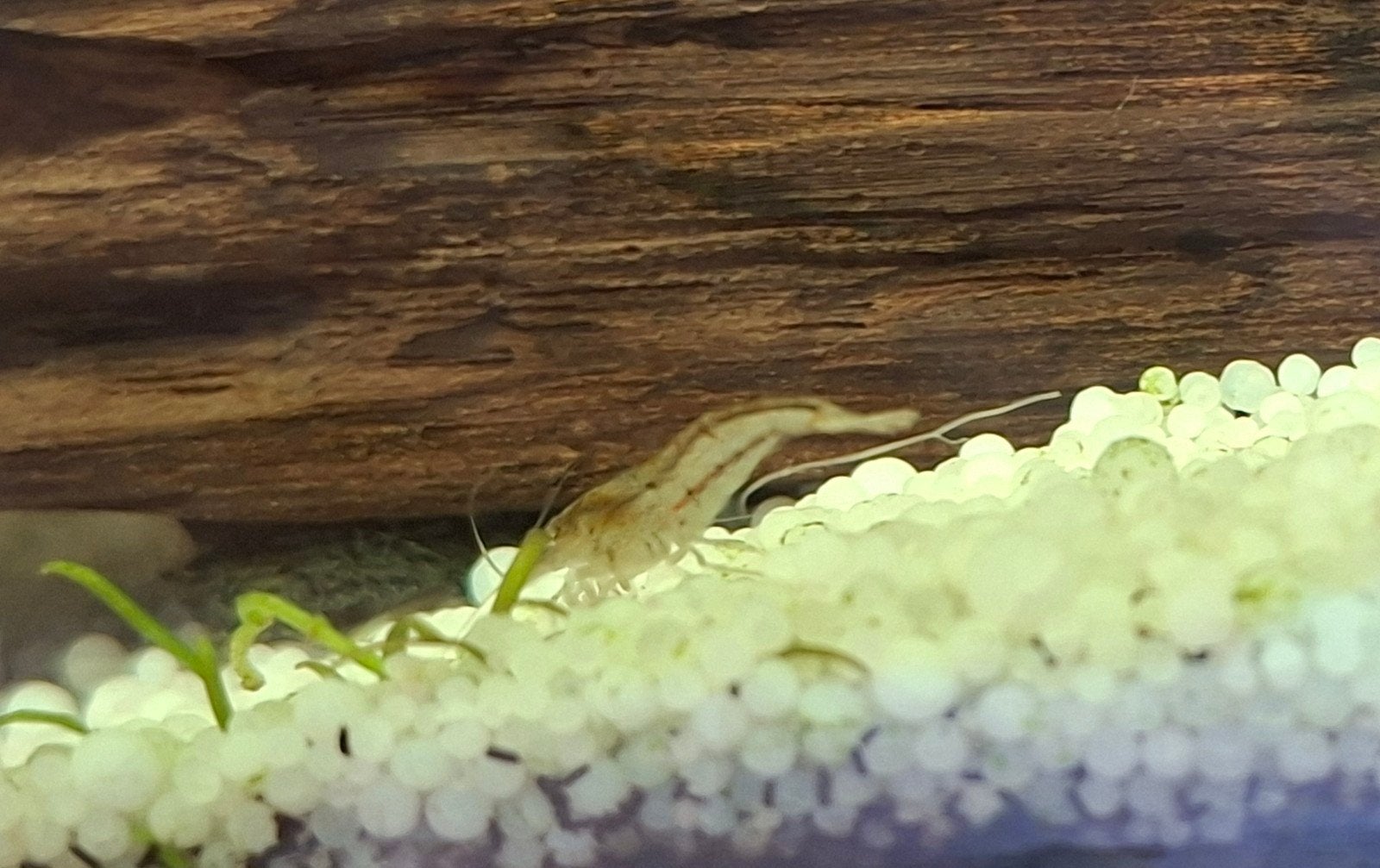 garnaaltjes, Dieren en Toebehoren, Kreeft, Krab of Garnaal