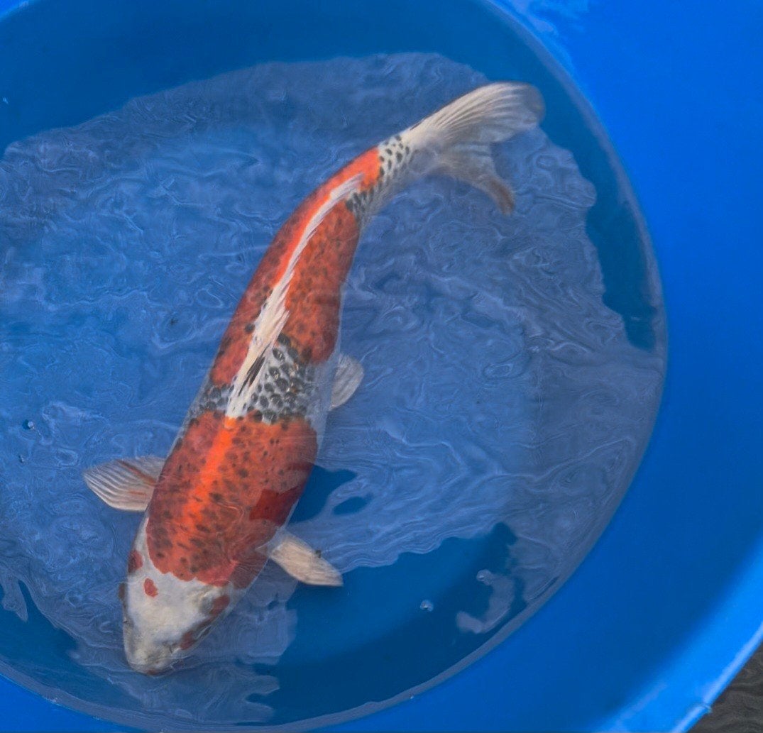 marusei Kujaku female, Dieren en Toebehoren, Karper of Koi