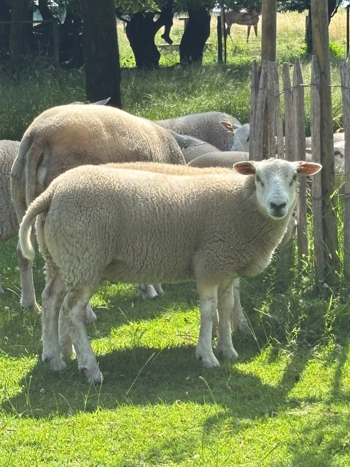 Swifter ooien en rammen, Plusieurs animaux, Mouton, 0 à 2 ans