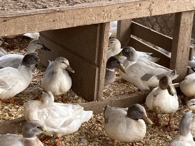 Recherche : Canards colvert opale /gris perle, Animaux & Accessoires, Volatiles, Plusieurs animaux, Canard