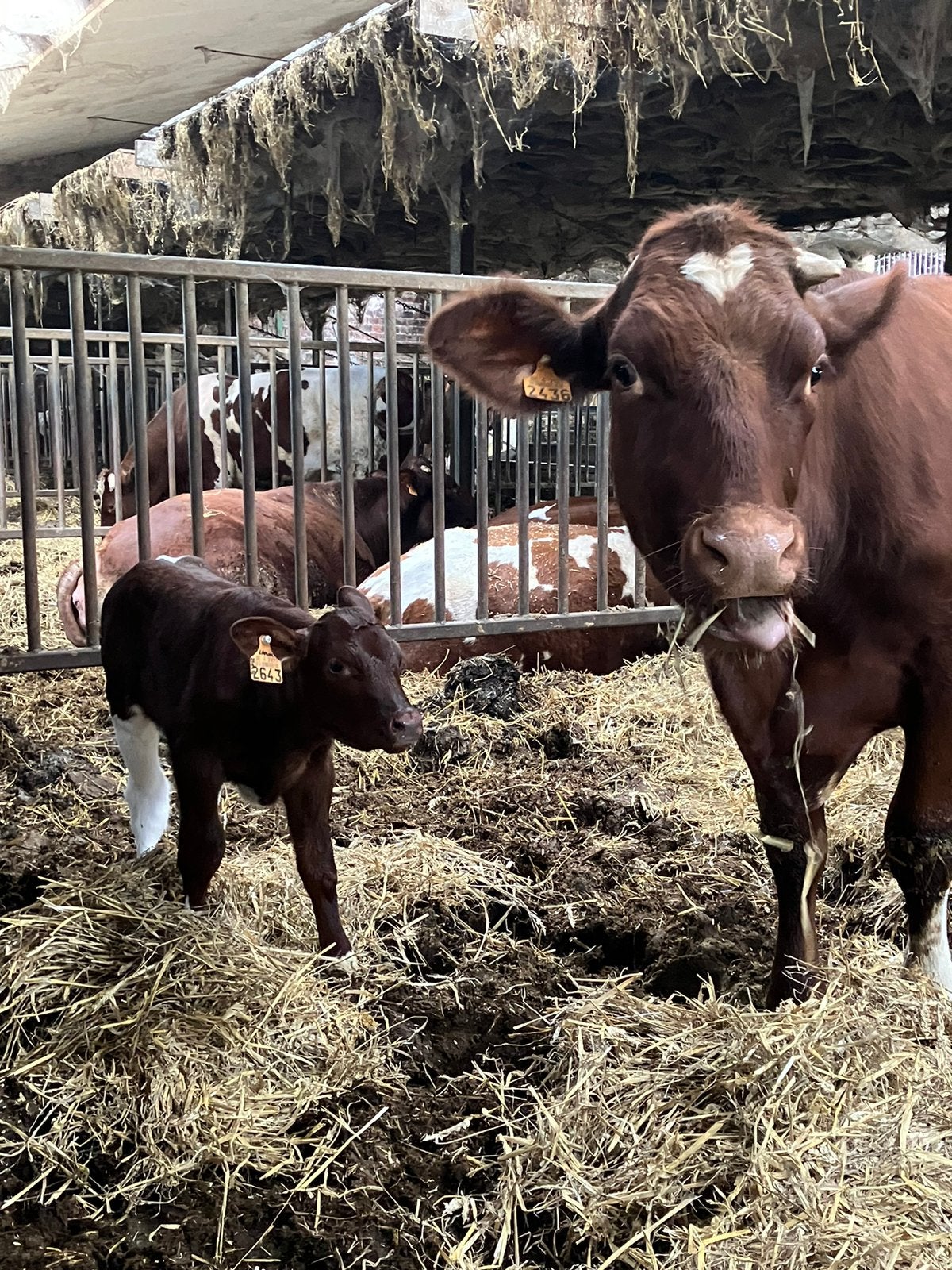 Maine Anjou vaars met vaarskalf, Dieren en Toebehoren, Runderen