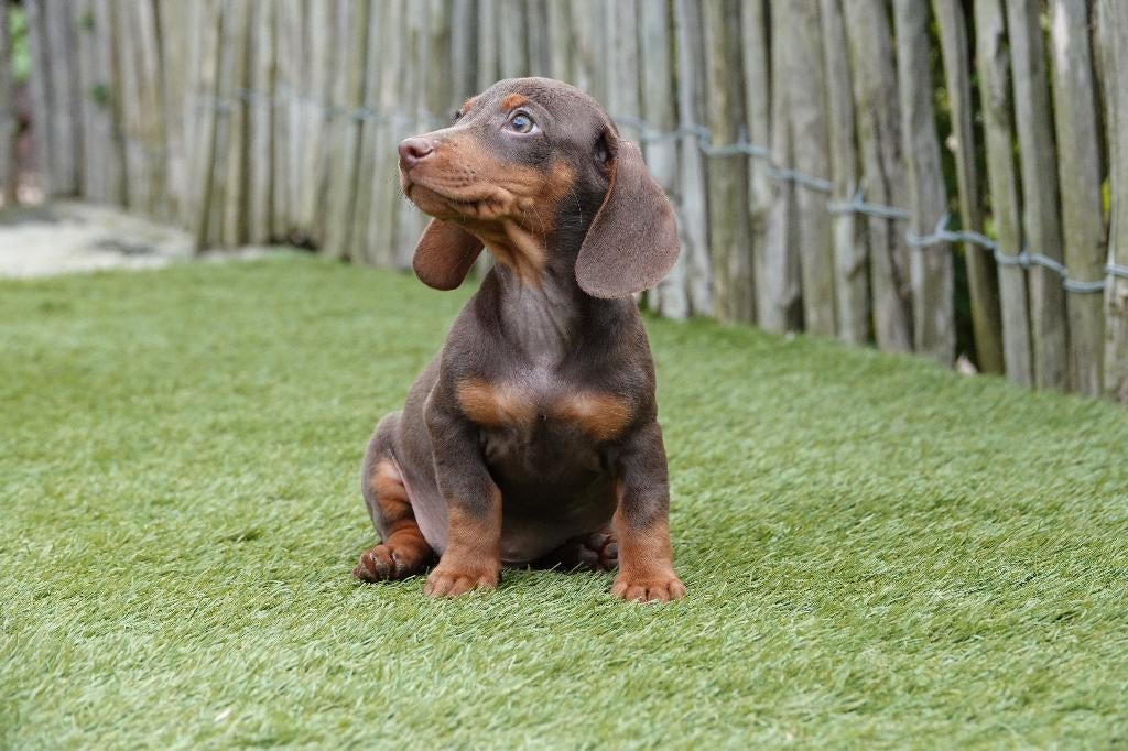 Chiots teckels nains à poil court (choco&tan et Black&tan), Animaux & Accessoires, Poils courts, Plusieurs, Nain, Hépatite contagieuse (maladie de Rubarth)
