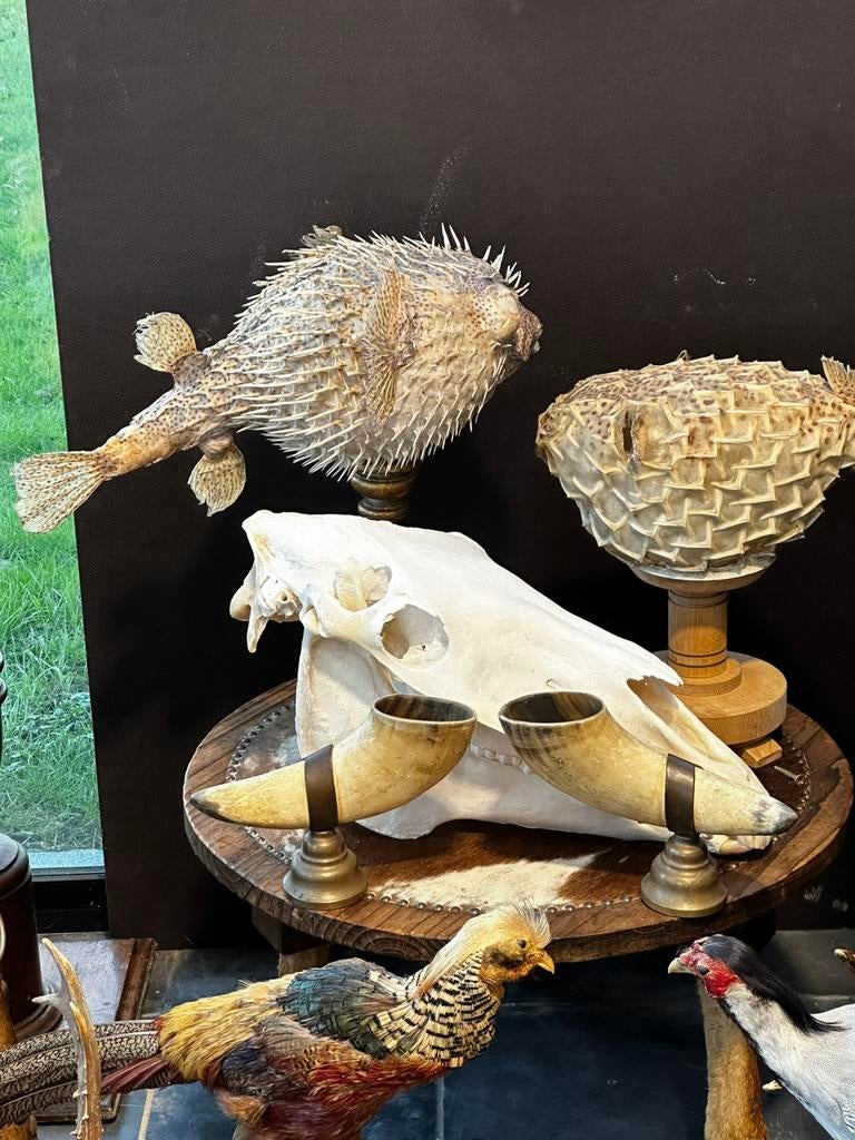 Te koop curiosa opgezette jachttrofee, Ophalen