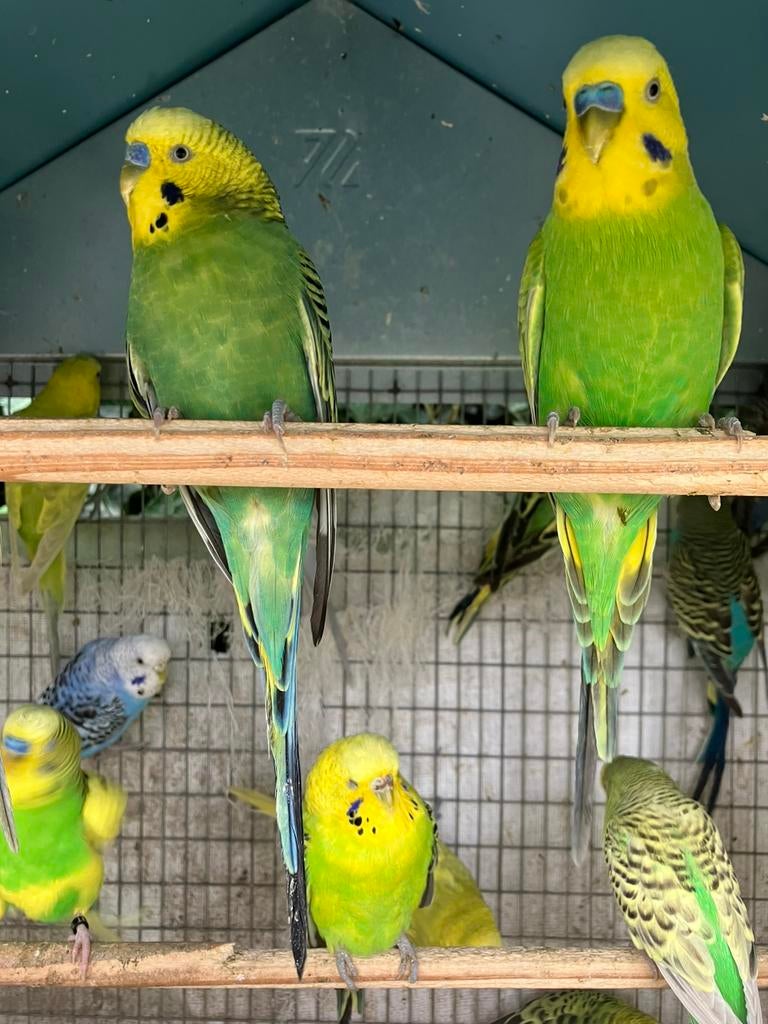 GEEL/GROENE MAN GRASPARKIETJES VANAF 10 EURO/VOGEL, Dieren en Toebehoren, Meerdere dieren, Parkiet