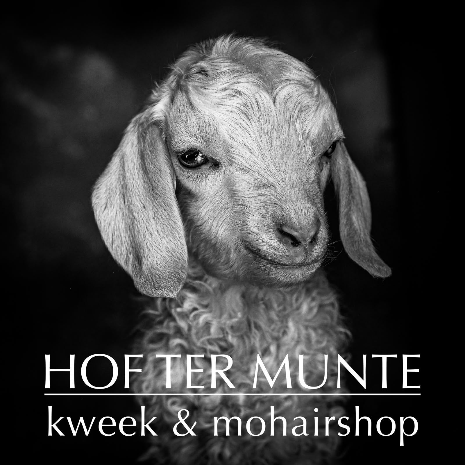 Chèvres angora - chèvres, Mâle, Chèvre, 0 à 2 ans