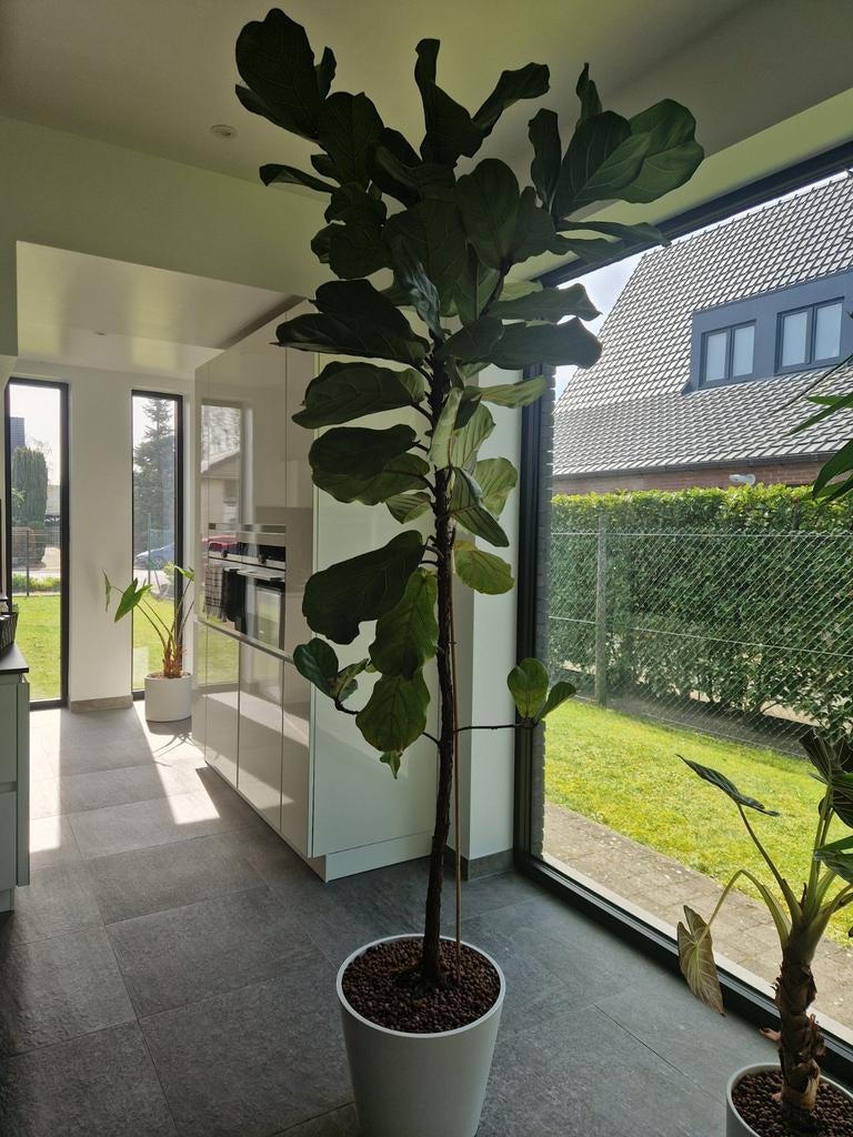 Grote kamer Vioolbladplant, Ophalen