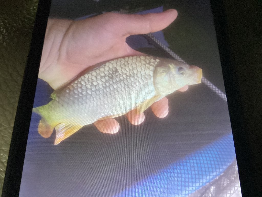 Karpers, Dieren en Toebehoren, Vissen | Vijvervissen, Karper of Koi