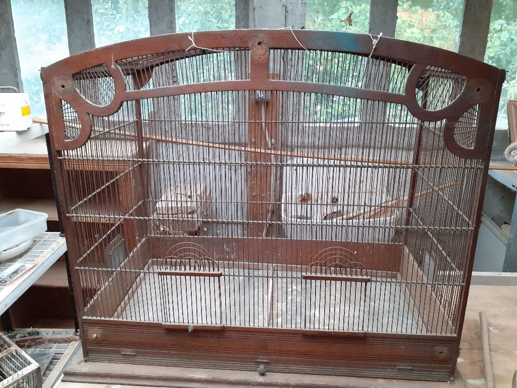 Cage à oiseaux, Enlèvement
