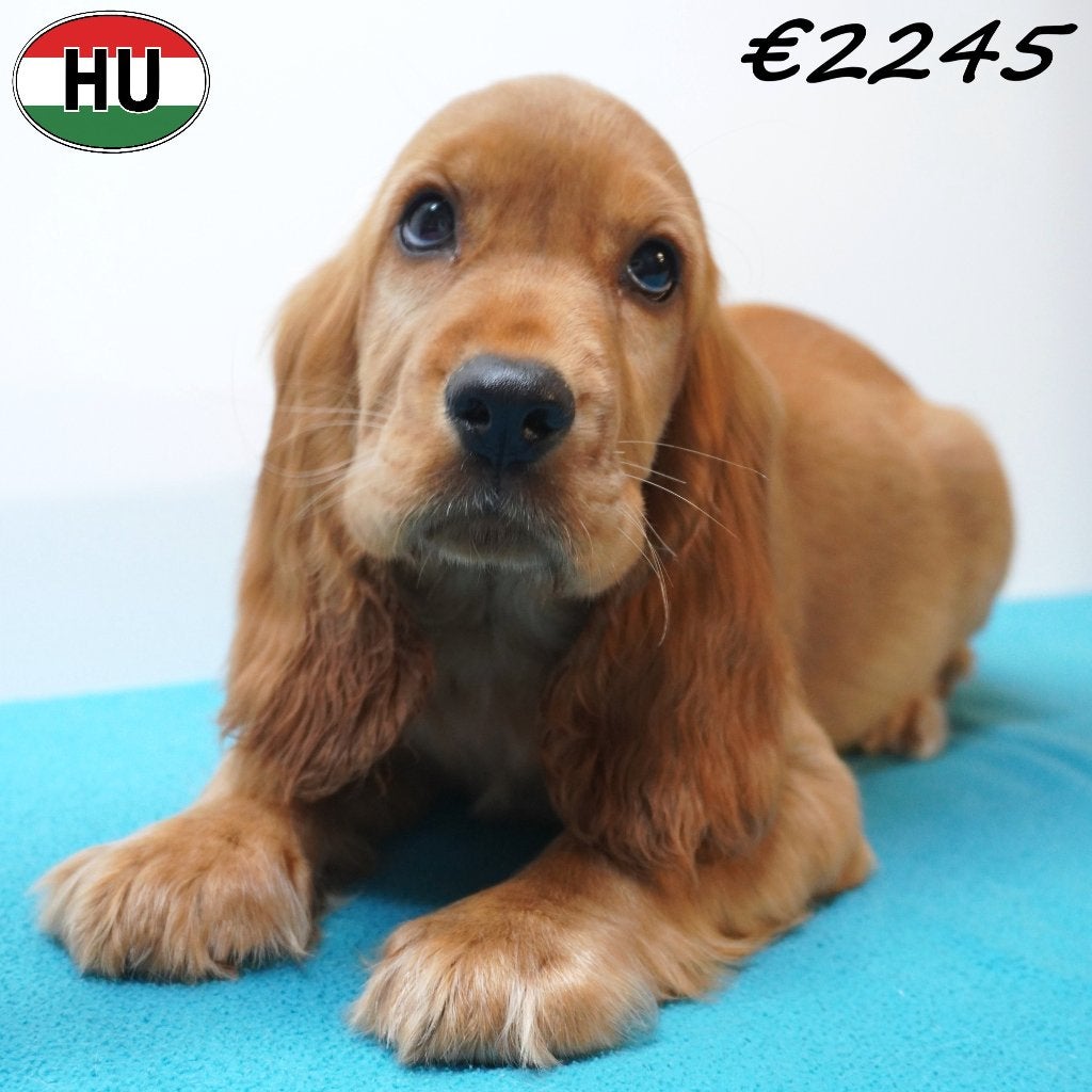 Cocker Anglais (mâles) chiots à vendre, 15 semaines à 1 an, Chien (mâle), Autres races, Plusieurs