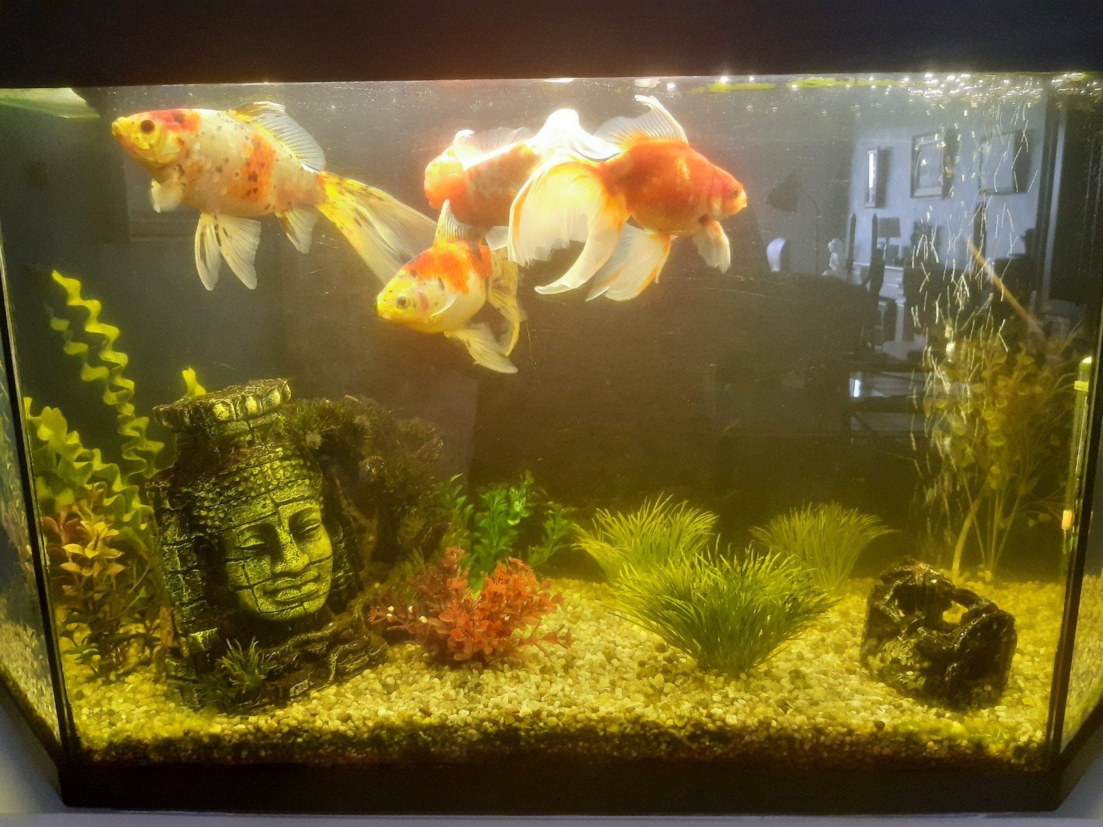 Compleet aquarium met vissen, Ophalen, Gebruikt, Decoratie