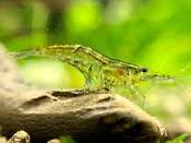 15x Grey Cherry Shrimp (Wild-type Neocaridina), Animaux & Accessoires, Homard, Crabe ou Crevette, Poisson d'eau douce