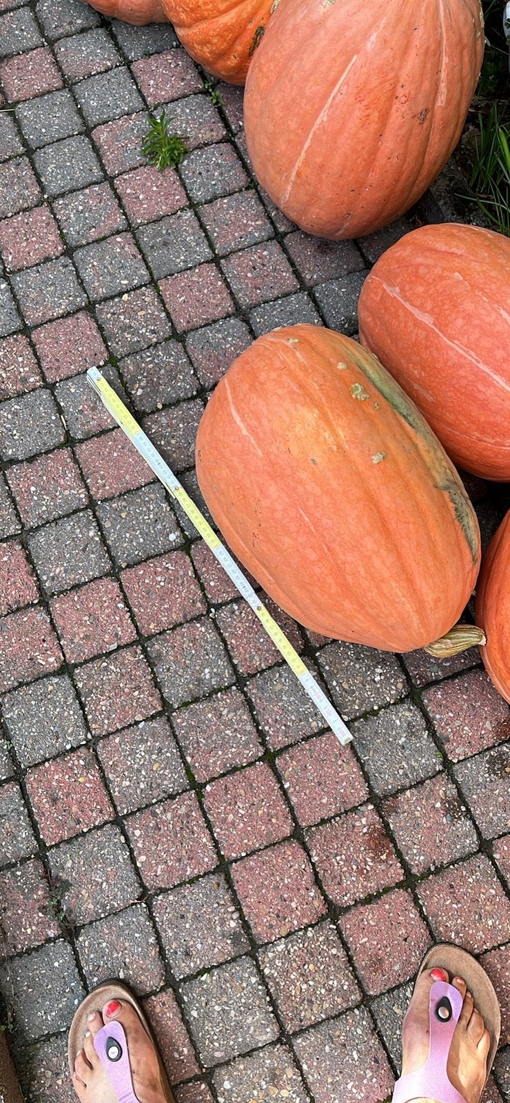 Pompoenen, Ophalen, Zo goed als nieuw