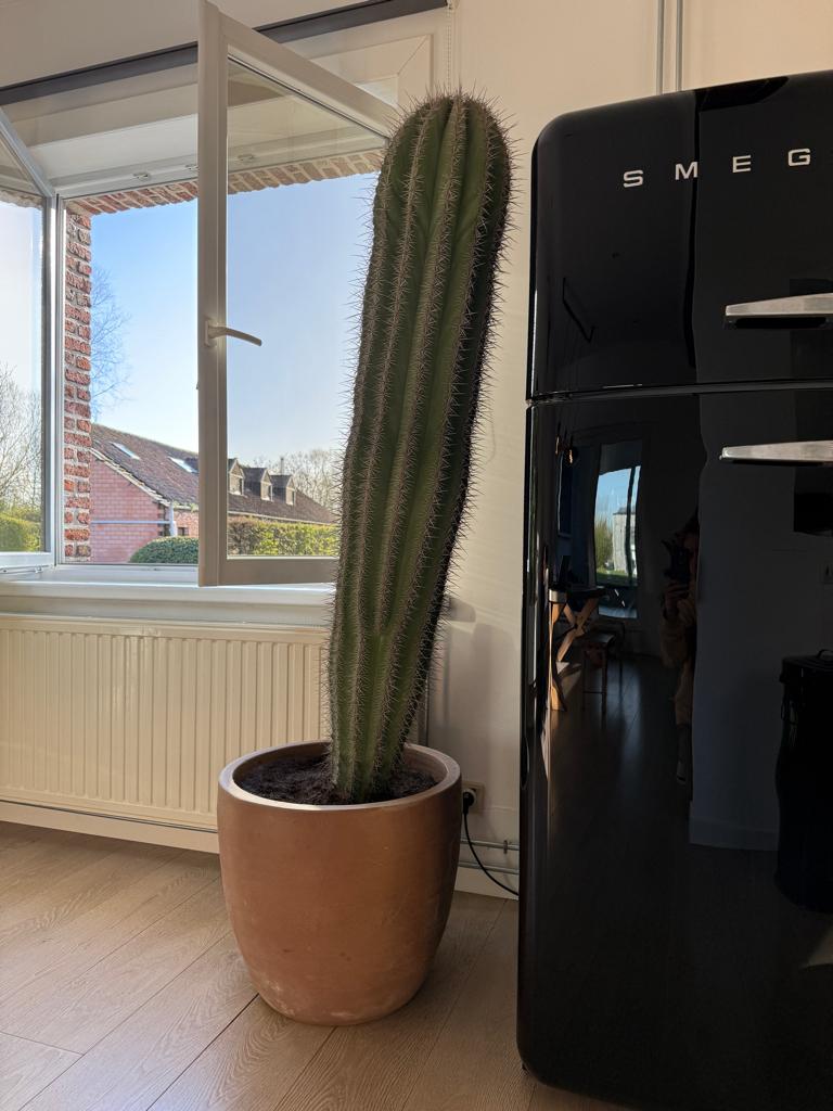 Cactus 1m90, Ophalen, Cactus, In pot, 150 tot 200 cm
