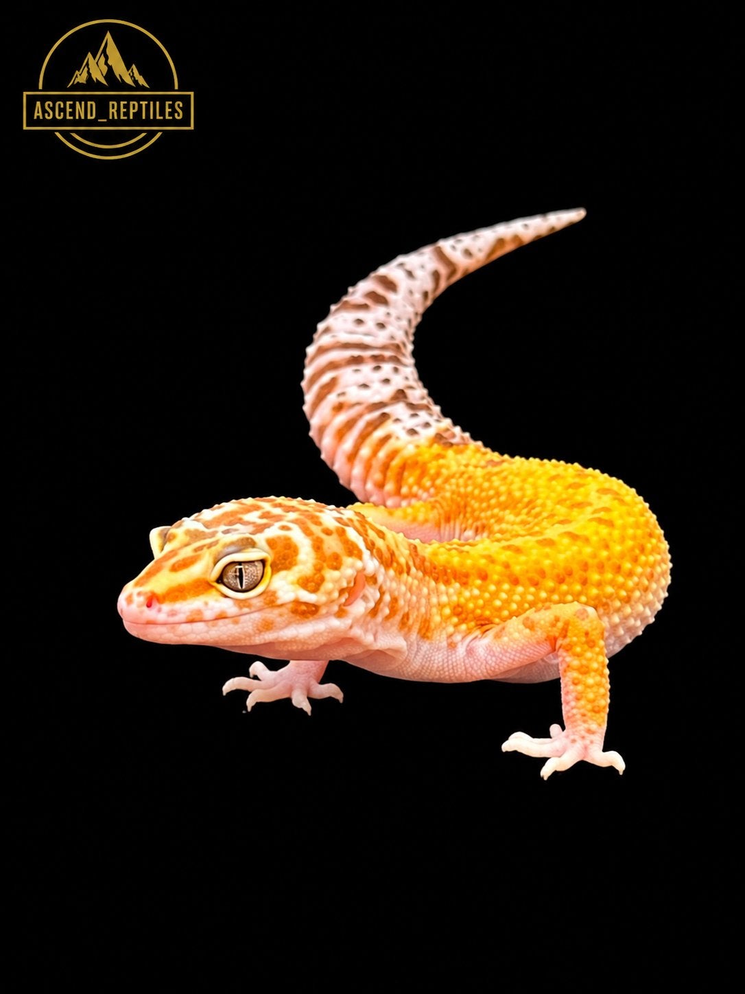 Prachtige Tremper Albino Het Blizzard Luipaardgekko vrouw, Dieren en Toebehoren, Tam, 0 tot 2 jaar