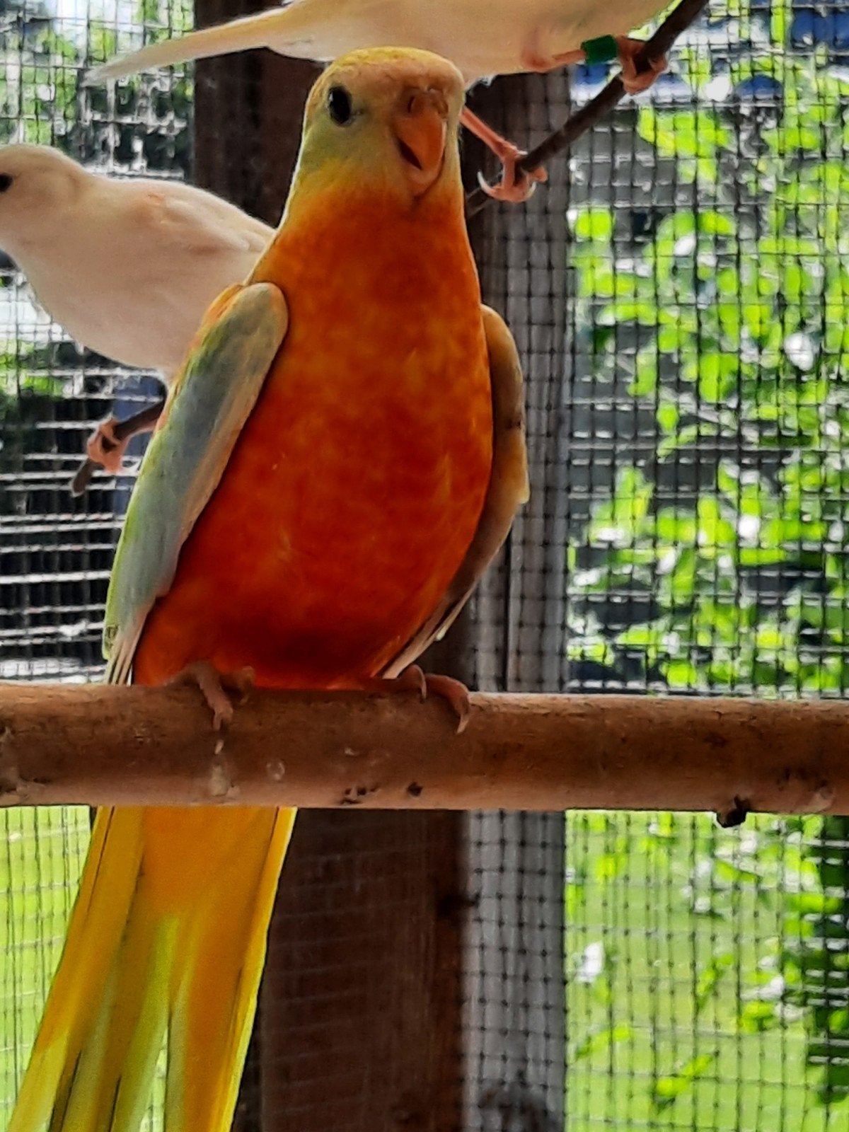 Turquoisine parkieten 2026, Meerdere dieren, Parkiet