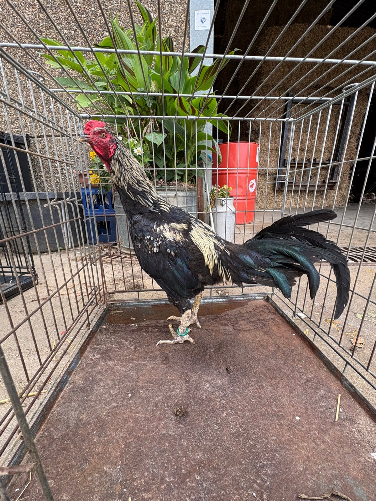 Vechthaan, Dieren en Toebehoren, Mannelijk, Kip