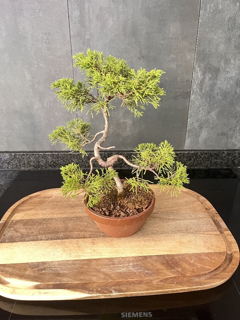 Bonsai Juniperus Itoigawa, Tuin en Terras, Ophalen, Conifeer, Struik, Minder dan 100 cm