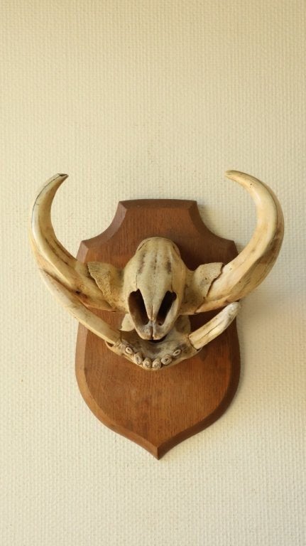 Taxidermie wrattenzwijn tanden, Verzamelen, Ophalen of Verzenden, Gebruikt, Wild dier, Schedel
