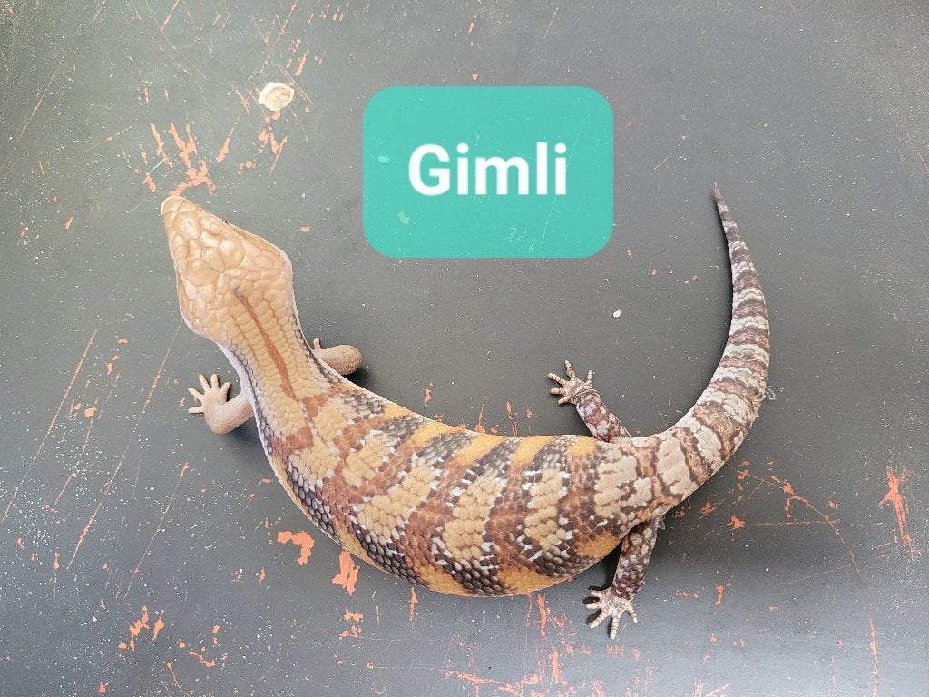 Australische Blauwtongskink - Tiliqua Scincoides Intermedia, Dieren en Toebehoren, Reptielen en Amfibieën, Hagedis, 0 tot 2 jaar