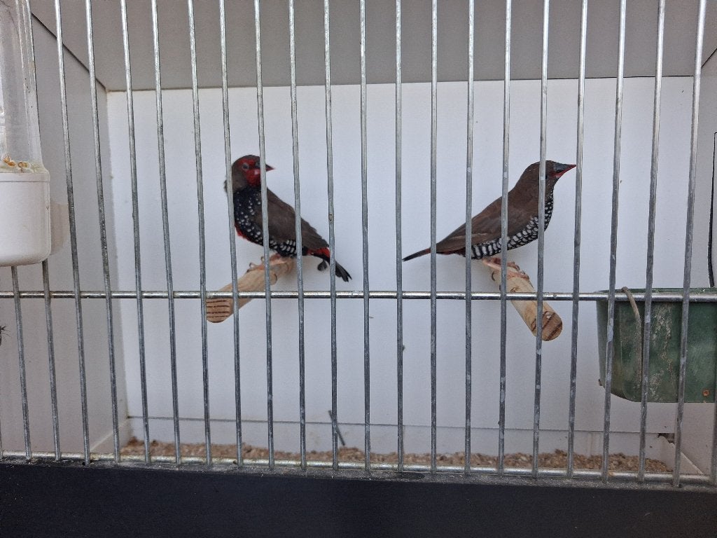 Emblema picta koppel, Dieren en Toebehoren, Vogels | Overige Vogels, Meerdere dieren, Tropenvogel, Geringd