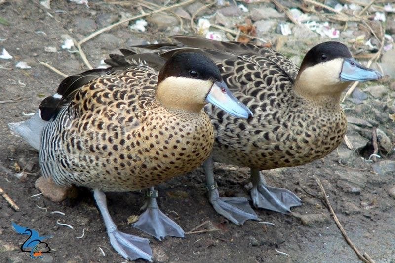 Siereenden - Versicolortaling, Dieren en Toebehoren, Pluimvee, Meerdere dieren, Eend