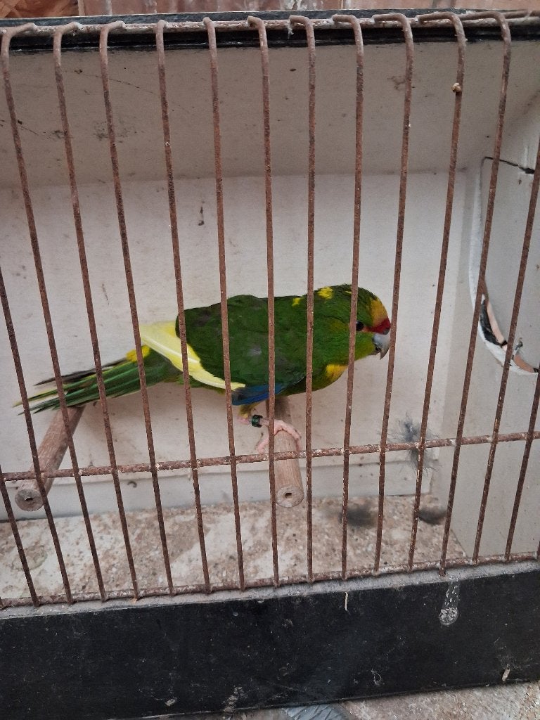 Kakariki  Geelvoorhoofd Mannen 2026, Dieren en Toebehoren, Vogels | Parkieten en Papegaaien, Mannelijk, Parkiet, Geringd