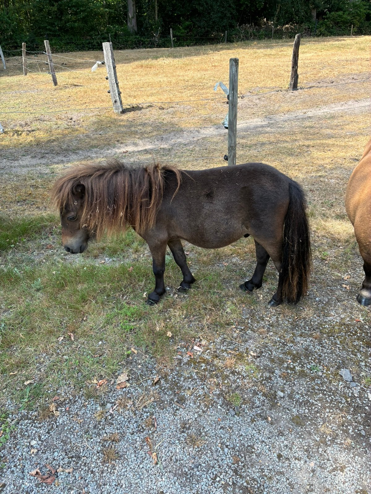 Mooi en braaf stamboom hengstje, Met stamboom