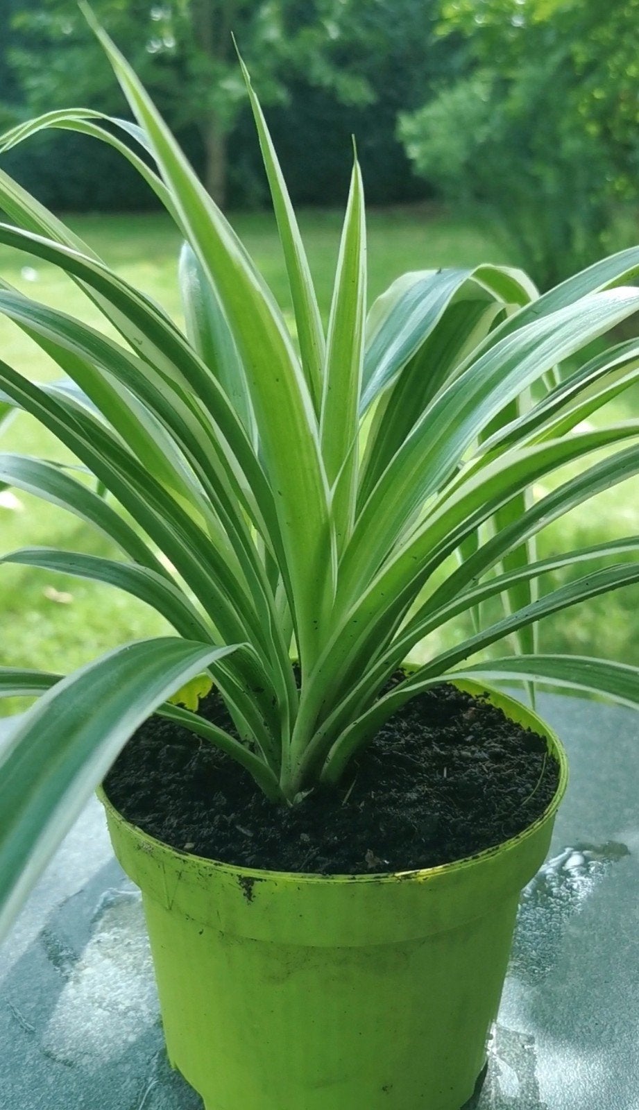 Mooie en Gezonde Graslelie (Chlorophytum), Ophalen, Halfschaduw