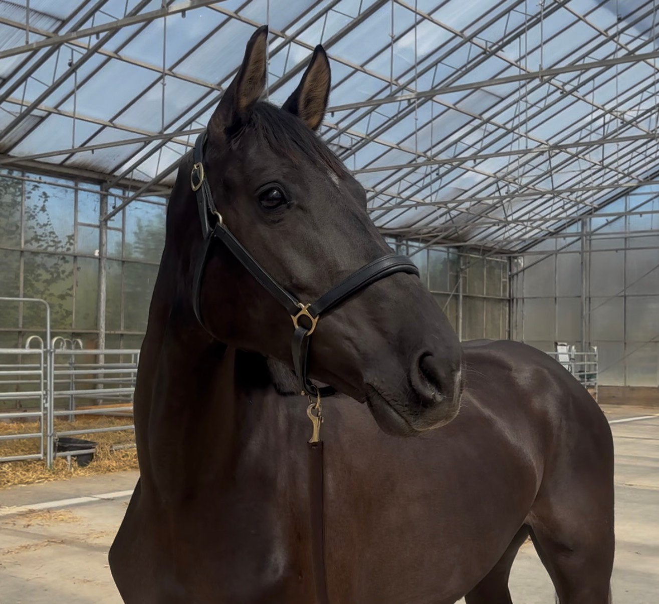 5 jarige taloubet merrie springpaard, Dieren en Toebehoren, Stalling en Weidegang