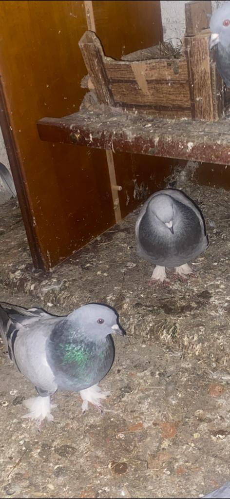 Takla saboni, Dieren en Toebehoren, Vogels | Duiven